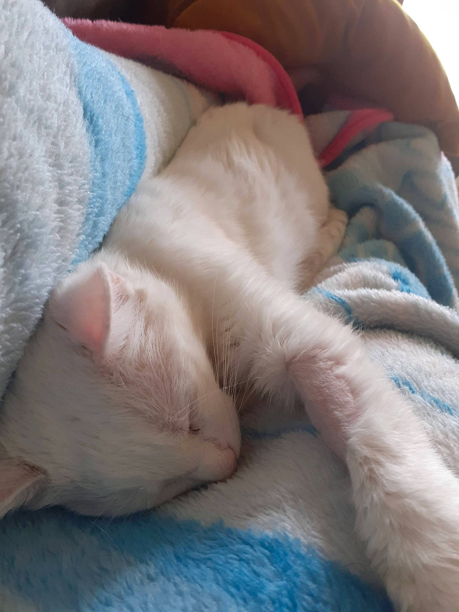 Maky a rejoint le concours — aidez-le/la à gagner de superbes lots ! carnivore, cat, close_up, comfort, electric_blue, fawn, felidae, flesh, foot, fur, human_leg, linens, mammal, nap, sleep, small_to_medium_sized_cats, textile, vertebrate, whiskers, wrinkle