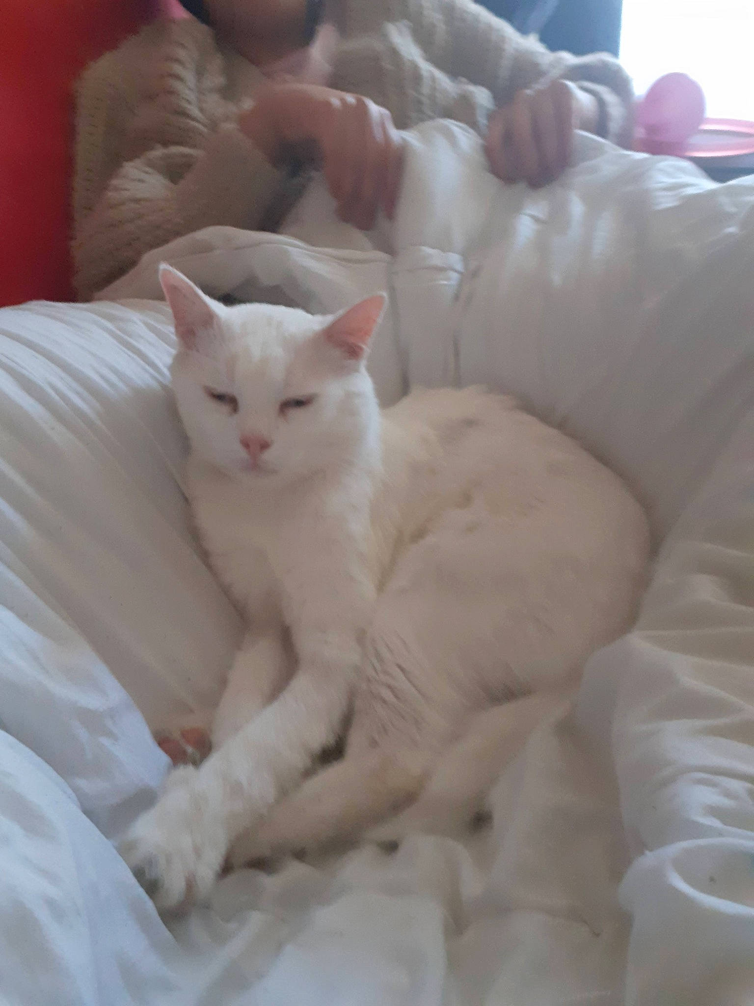 Maky participe au concours pour gagner de l'argent avec cette photo : carnivore, cat, claw, comfort, domestic_short_haired_cat, felidae, fur, jaw, nap, paw, small_to_medium_sized_cats, tail, whiskers