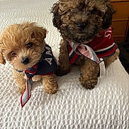 Crybaby And Pickles joined the competition — help win amazing prizes! puppy, dog, pet, curly_fur, scarf, bed, white_bedspread, indoor, cute, small_dog, furry, animal, friendship, two_puppies, texture, soft, adorable, brown, tan, sitting