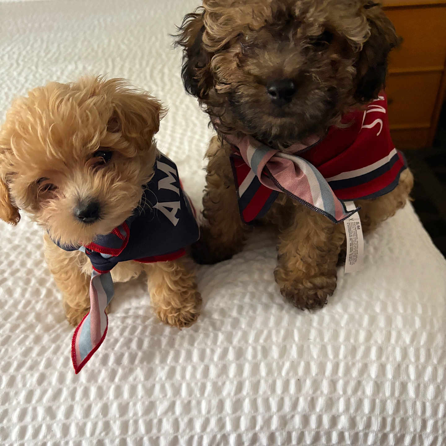 Crybaby And Pickles joined the competition — help win amazing prizes! puppy, dog, pet, curly_fur, scarf, bed, white_bedspread, indoor, cute, small_dog, furry, animal, friendship, two_puppies, texture, soft, adorable, brown, tan, sitting