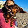 animal, beach, blue_sky, closeup, clouds, collar, cute, dachshund, daylight, dog, ears, happy, leash, outdoor, person, pet, portrait, sand, sunlight, towel