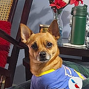 Toby is registered to the contest to win money with this photo: blanket, brown_dog, canine, chair, dog, domestic_animal, flower_vase, furniture, home, indoor, looking_at_camera, pet, plaid, red_flowers, relaxed, shirt, small_dog, table, thermos, wooden_chair