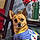 Toby