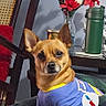 blanket, brown_dog, canine, chair, dog, domestic_animal, flower_vase, furniture, home, indoor, looking_at_camera, pet, plaid, red_flowers, relaxed, shirt, small_dog, table, thermos, wooden_chair