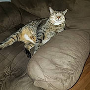 Ms Kitty is registered to the contest to win money with this photo: animal, armchair, brown, cat, comfort, couch, cozy, cute, feline, floor, fur, home, indoor, paw, pet, relaxed, resting, sleeping, tabby_cat, whiskers