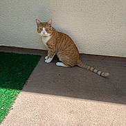 Cheeto is registered to the contest to win money with this photo: cat, orange_tabby, white_paws, sitting, curious, amber_eyes, concrete_floor, artificial_grass, beige_wall, outdoor, pet, animal, feline, striped_tail, alert, daylight, shadow, fur, whiskers, ears