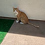 cat, orange_tabby, white_paws, sitting, curious, amber_eyes, concrete_floor, artificial_grass, beige_wall, outdoor, pet, animal, feline, striped_tail, alert, daylight, shadow, fur, whiskers, ears
