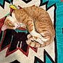Cheeto is registered to the contest to win money with this photo: cat, orange_cat, sleeping, curled_up, blanket, patterned_blanket, indoor, pet, fur, whiskers, cute, resting, animal, cozy, relaxed, domestic_cat, tabby, pink_nose, paws, tail