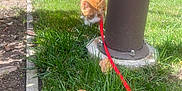Cheeto is registered to the contest to win money with this photo: cat, orange_tabby, leash, grass, pole, park, outdoor, daylight, trees, sidewalk, building, nature, pet, animal, greenery, curious, sunlight, walk, exploration, urban