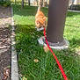 cat, orange_tabby, leash, grass, pole, park, outdoor, daylight, trees, sidewalk, building, nature, pet, animal, greenery, curious, sunlight, walk, exploration, urban