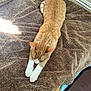 Cheeto joined the competition — help win amazing prizes! cat, orange_tabby, white_paws, stretching, sleepy, blanket, brown_blanket, fluffy, indoor, floor, wood_floor, pet, animal, relaxing, sunlight, cozy, fur, whiskers, ears, resting