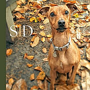 Sid a rejoint le concours — aidez-le/la à gagner de superbes lots ! accessories, animal, boxer, bulldog, canine, chihuahua, collar, dog, hound, labradorretriever, leaf, leash, outdoors, pet, photography, plant, puppy, snout, strap, terrier