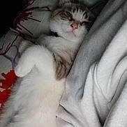 Benny joined the competition — help win amazing prizes! animal, blanket, cat, closeup, comfort, cozy, cute, domestic, face, feline, fur, indoor, lying_down, paws, pet, relaxed, resting, sleepy, soft, whiskers