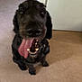 dog, black_dog, tongue_out, pet, indoor, floor, door, canine, animal, sitting, happy, close_up, blur, excited, fur, mouth, teeth, nose, ears, companion