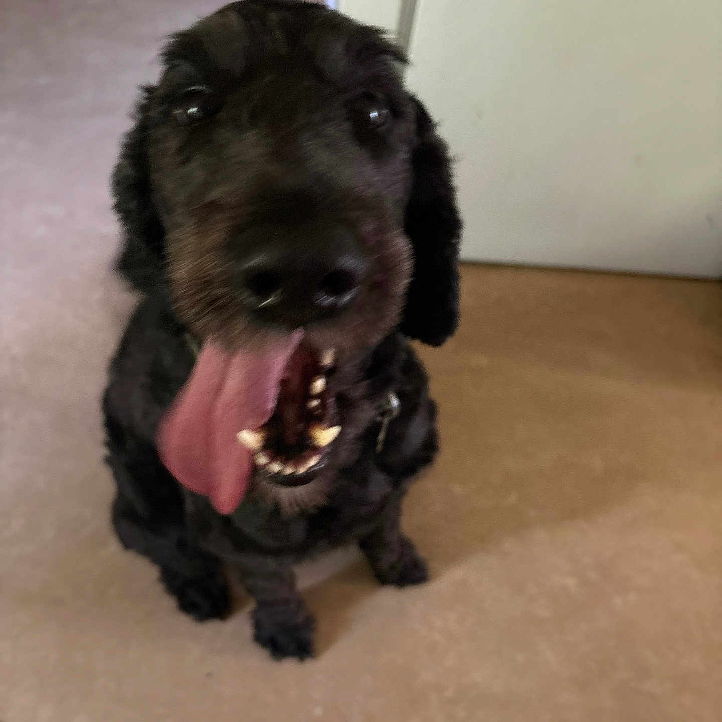Wilber joined the competition — help win amazing prizes! animal, black_dog, blur, canine, close_up, companion, dog, door, ears, excited, floor, fur, happy, indoor, mouth, nose, pet, sitting, teeth, tongue_out