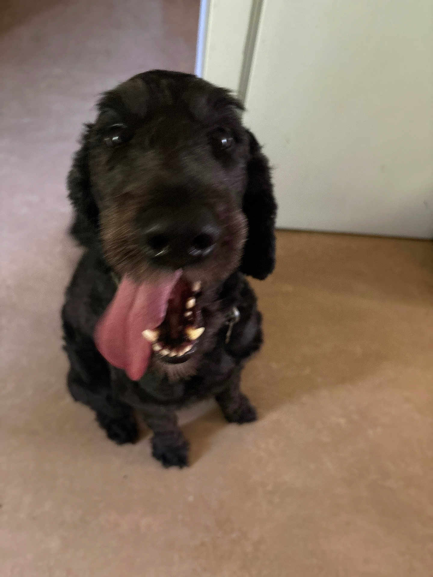 Wilber joined the competition — help win amazing prizes! dog, black_dog, tongue_out, pet, indoor, floor, door, canine, animal, sitting, happy, close_up, blur, excited, fur, mouth, teeth, nose, ears, companion