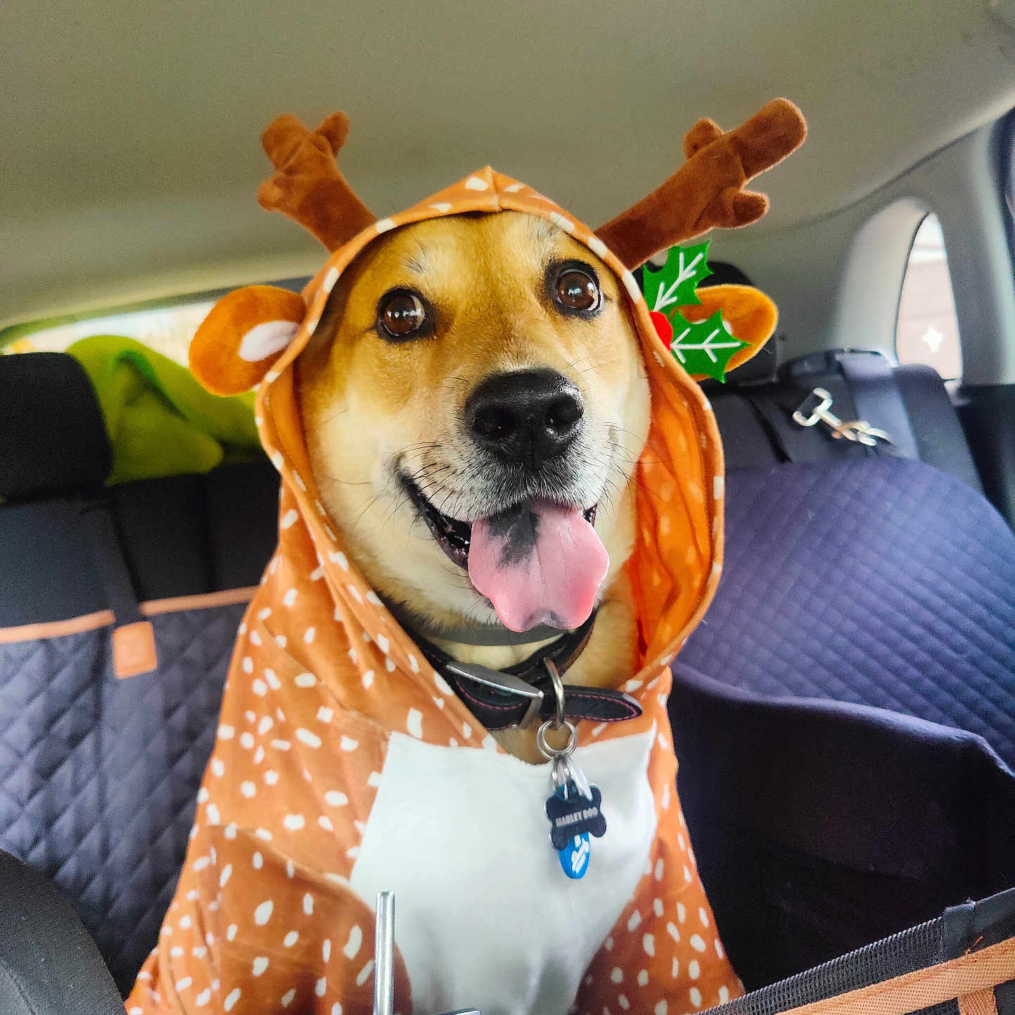 Harley is registered to the contest to win money with this photo: accessories, animal, belt, canine, car, clothing, coat, cushion, dog, face, hat, head, homedecor, hound, person, pet, photography, portrait, transportation, vehicle