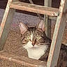 Tigger joined the competition — help win amazing prizes! cat, tabby_cat, fluffy, white_chest, green_eyes, animal, pet, portrait, looking_at_camera, indoors, ladder, wooden_ladder, rustic, paint_splattered, carpet, construction, curious, alert, furry, close_up
