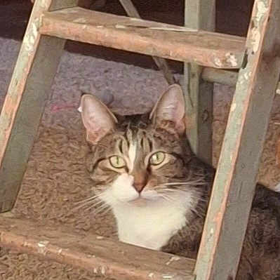 Tigger