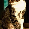 Tigger is registered to the contest to win money with this photo: cat, tabby, white_chest, white_paws, pet, animal, sitting, portrait, indoors, wooden_ledge, wooden_furniture, warm_lighting, dark_background, looking_away, ears, whiskers, fur, front_paws, domestic_cat, vertical_photo