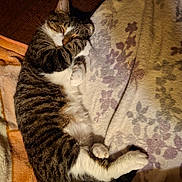 Tigger joined the competition — help win amazing prizes! cat, tabby, white_fur, striped_fur, sleeping, curled_up, cozy, relaxed, paws, whiskers, ears, tail, blanket, bed, couch, indoors, portrait, soft_lighting, resting, cute