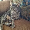 Fluffer is registered to the contest to win money with this photo: cat, gray_cat, pet, animal, feline, whiskers, ears, eyes, paws, claws, fur, tabby, lounging, sitting, couch, cushion, indoors, home, portrait, relaxed