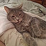 Fluffer is registered to the contest to win money with this photo: cat, tabby, gray_cat, pet, animal, feline, sleepy, relaxed, lying_down, bed, bedroom, blanket, bedding, pillow, wooden_dresser, indoor, close_up, whiskers, paws, cozy