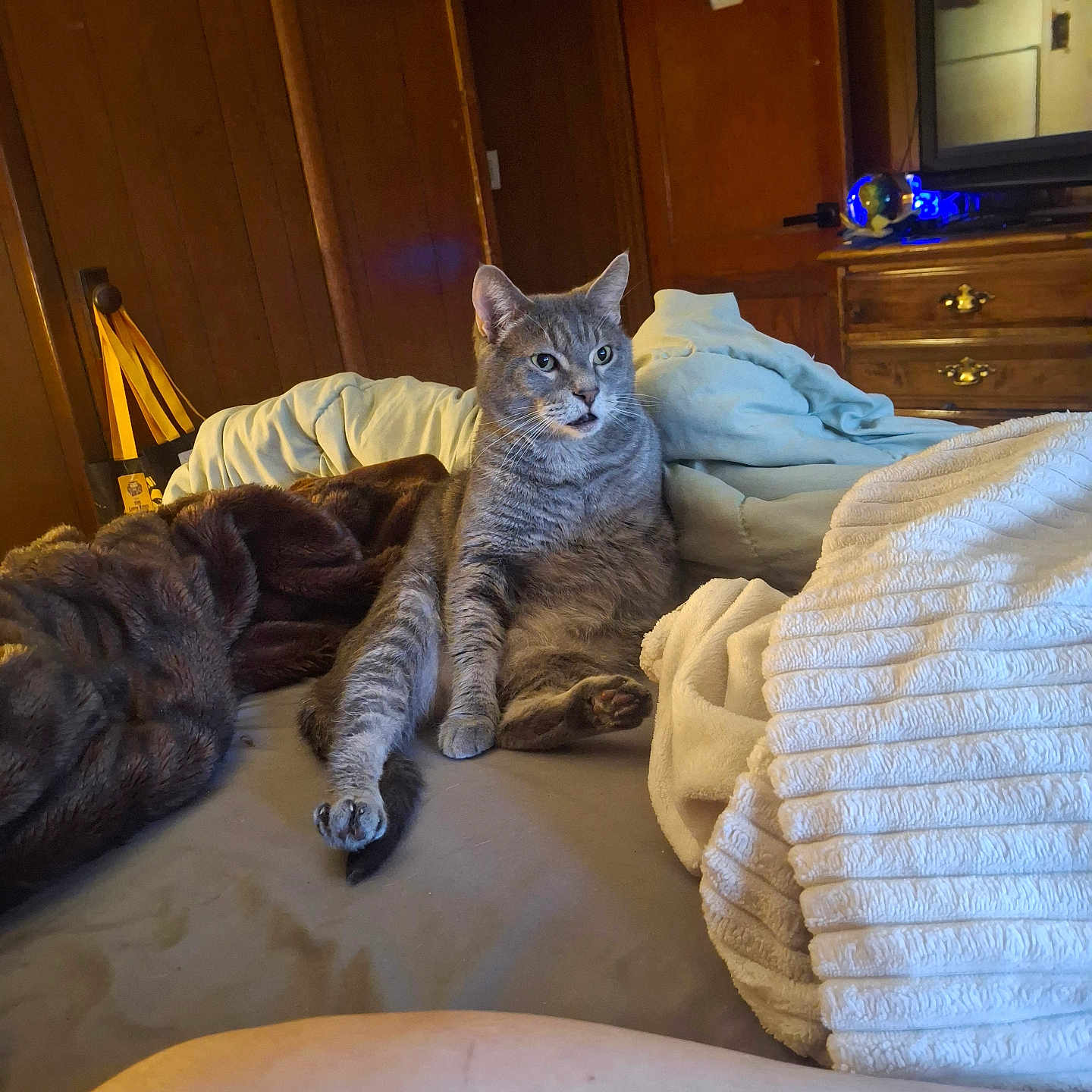 Fluffer is registered to the contest to win money with this photo: cat, gray_cat, pet, animal, sitting, portrait, bed, bedroom, blanket, pillow, sleeping, furry, whiskers, ears, eyes, indoor, home, furniture, television, cozy
