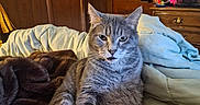 Fluffer is registered to the contest to win money with this photo: cat, gray_cat, tabby, pet, animal, sitting, bed, blanket, bedroom, indoors, fur, whiskers, ears, paws, eyes, portrait, cozy, wooden_wall, television, relaxed