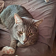 Fluffer joined the competition — help win amazing prizes! cat, gray_cat, pet, animal, feline, whiskers, ears, eyes, paws, white_paws, short_hair, tabby, lying_down, bed, bedding, bedroom, indoor, relaxed, portrait, close_up