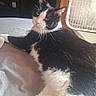 Sassy joined the competition — help win amazing prizes! cat, black_and_white, tuxedo_cat, pet, animal, feline, whiskers, pink_nose, yellow_eyes, lying_down, lounging, bed, indoor, bedroom, box_fan, furniture, portrait, close_up, fur, relaxed