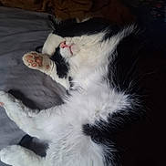 Sassy is registered to the contest to win money with this photo: cat, black_and_white, sleeping, relaxed, lying_down, bed, indoor, pet, feline, fur, whiskers, pink_nose, paw, toe_beans, belly, fluffy, resting, cozy, closeup, portrait
