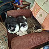 cats, three_cats, tuxedo_cat, tabby_cat, sleeping, sitting, cuddling, pets, animal, fur, whiskers, indoor, living_room, armchair, furniture, blanket, rug, side_table, soda_can, cozy