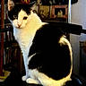 cat, black_and_white, tuxedo_cat, pet, animal, sitting, portrait, whiskers, ears, eyes, fluffy, fur, white_fur, black_fur, indoor, chair, furniture, home, cozy, looking_at_camera