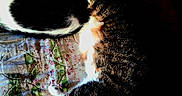 Monkey joined the competition — help win amazing prizes! cats, felines, two_cats, sleeping, lounging, relaxed, indoor, blanket, bed, textile, patterned_fabric, black_and_white_cat, tabby_cat, calico_cat, fur, whiskers, paws, animal_portrait, cozy, resting