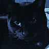 Onix is registered to the contest to win money with this photo: cat, black_cat, pet, animal, feline, close_up, portrait, blue_tint, dark, low_light, glowing_eyes, pointed_ears, whiskers, fur, indoor, blanket, cozy, shadow, staring, photograph