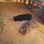 Onix is registered to the contest to win money with this photo: cat, cats, black_cat, gray_cat, furry, sleeping, lying_down, carpet, indoor, home, living_room, dining_area, chairs, furniture, pet, animal, relaxed, warm_lighting, household, cozy