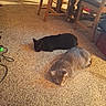 cat, cats, black_cat, gray_cat, furry, sleeping, lying_down, carpet, indoor, home, living_room, dining_area, chairs, furniture, pet, animal, relaxed, warm_lighting, household, cozy