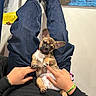 Rolly is registered to the contest to win money with this photo: dog, puppy, french_bulldog, pet, animal, portrait, belly_up, diaper, floppy_ears, brown_fur, white_chest, pink_tongue, paws, human_hands, jeans, slippers, indoor, home, framed_art, playful