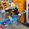 Rolly is registered to the contest to win money with this photo: dog, french_bulldog, puppy, sombrero, shopping_cart, supermarket, pet, brown_fur, black_muzzle, tongue_out, collar, dog_tag, cute, funny, portrait, indoor, retail_store, groceries, cart, playful
