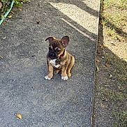 Rolly is registered to the contest to win money with this photo: puppy, dog, french_bulldog, sitting, outdoor, garden, gravel, path, sunlight, shadow, red_collar, tag, brown_fur, white_chest, white_paws, large_ears, short_muzzle, portrait, pet, cute