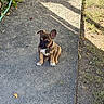 puppy, dog, french_bulldog, sitting, outdoor, garden, gravel, path, sunlight, shadow, red_collar, tag, brown_fur, white_chest, white_paws, large_ears, short_muzzle, portrait, pet, cute