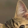 Mateo joined the competition — help win amazing prizes! cat, tabby_cat, closeup, face, ears, eyes, lock_screen, phone_screen, notification, time_display, date_display, blurred_background, curious, pet, animal, domestic_cat, whiskers, fur, portrait, digital_screen