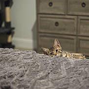 Mateo is registered to the contest to win money with this photo: cat, tabby_cat, blanket, bedroom, furniture, dresser, peeking, curious, indoor, cozy, soft_texture, pet, animal, home, resting, fur, ears, eyes, wall, floor