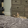 cat, tabby_cat, blanket, bedroom, furniture, dresser, peeking, curious, indoor, cozy, soft_texture, pet, animal, home, resting, fur, ears, eyes, wall, floor
