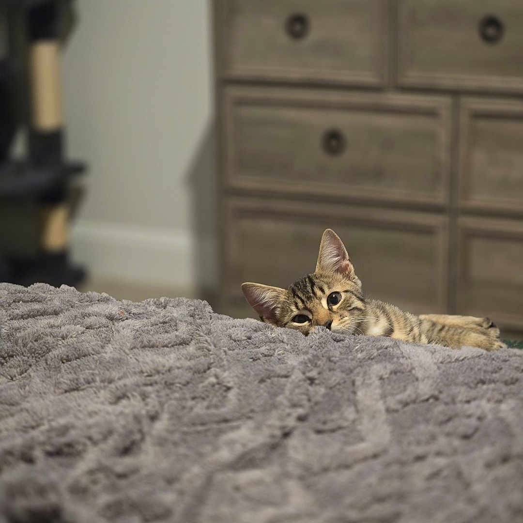 Mateo is registered to the contest to win money with this photo: cat, tabby_cat, blanket, bedroom, furniture, dresser, peeking, curious, indoor, cozy, soft_texture, pet, animal, home, resting, fur, ears, eyes, wall, floor