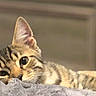 Mateo joined the competition — help win amazing prizes! cat, kitten, tabby, feline, resting, blanket, cozy, fur, animal, pet, cute, whiskers, ears, indoor, soft, sleepy, closeup, relaxed, lying_down, adorable