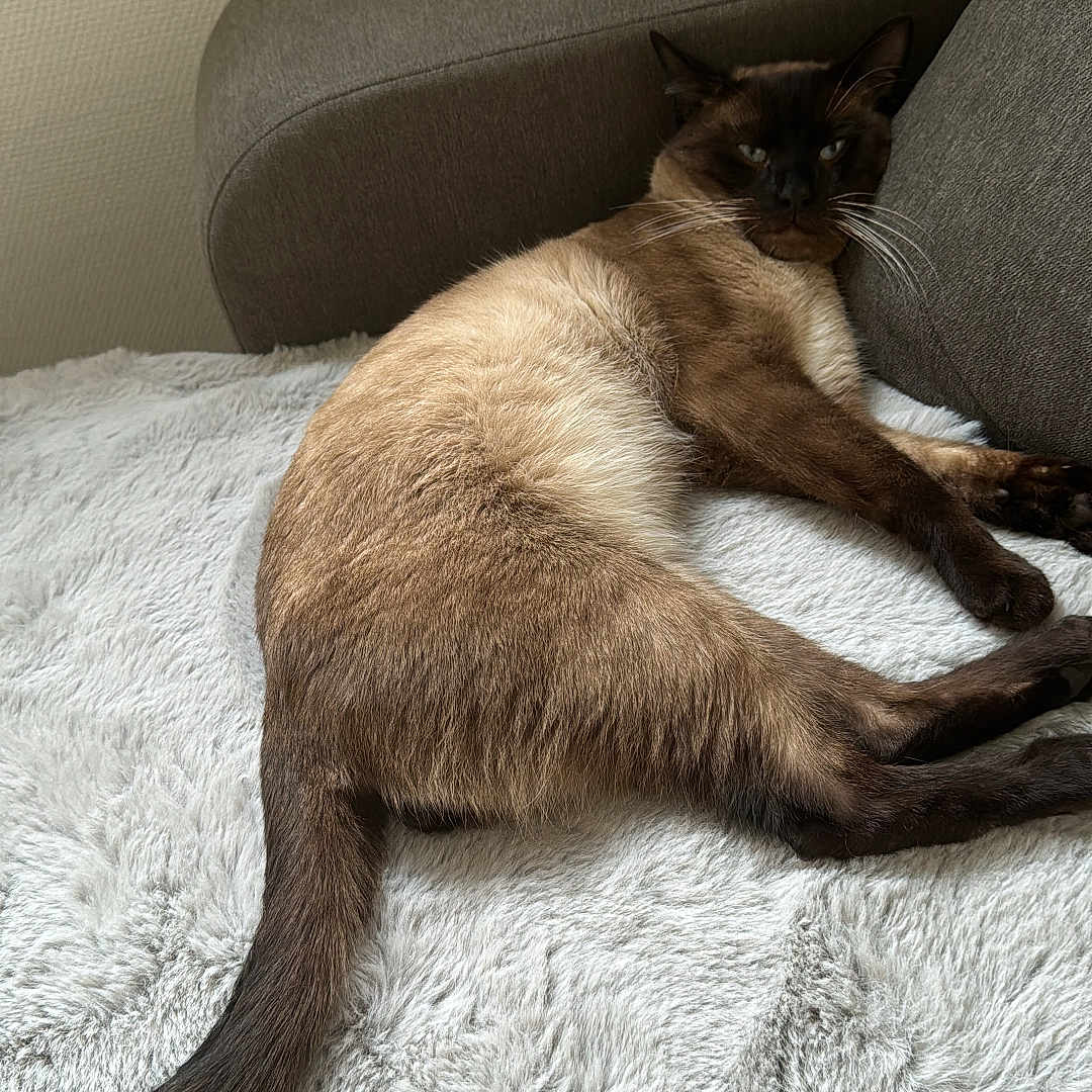 Coquille participe au concours pour gagner de l'argent avec cette photo : animal, blanket, brown, cat, comfort, couch, cozy, cream, feline, fur, home, indoor, living_room, pet, relaxed, resting, siamese_cat, soft_texture, tail, whiskers