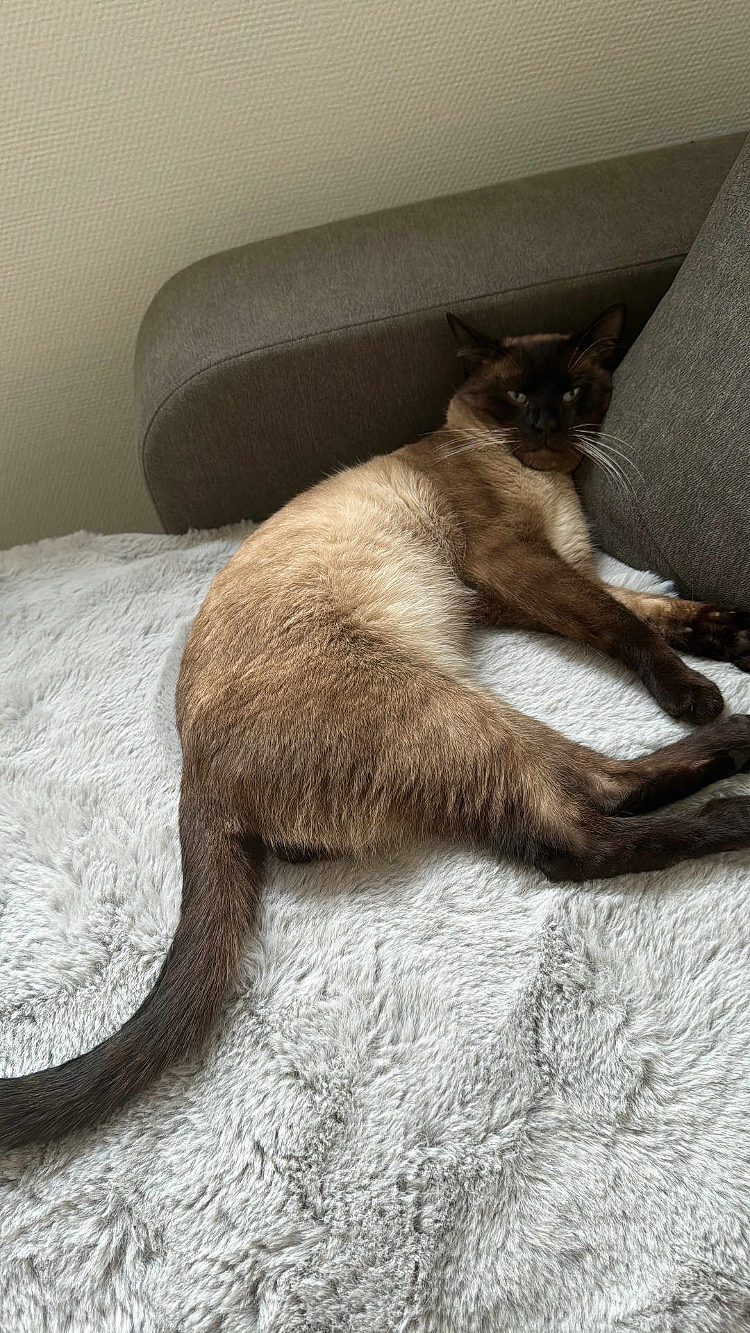 Coquille participe au concours pour gagner de l'argent avec cette photo : cat, siamese_cat, pet, animal, feline, resting, indoor, couch, blanket, fur, whiskers, tail, relaxed, cozy, home, soft_texture, living_room, brown, cream, comfort