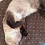 Coquille a rejoint le concours — aidez-le/la à gagner de superbes lots ! cat, siamese_cat, sleeping, curled_up, brown_mat, patterned_mat, whiskers, paw, furry, pet, indoor, relaxed, cozy, animal, cute, resting, soft_fur, domestic_cat, close_up, nap